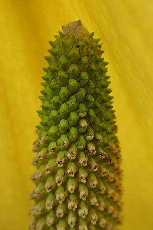 Lysichiton americanus \ Gelbe Schein-Kalla, Amerikanischer Stinktier-Kohl / American Skunk Cabbage, Swamp Lantern, D Elmstein 6.4.2022