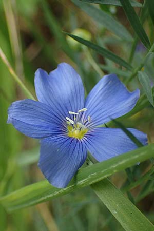 Linum leonii \ Lothringer Lein / French Flax, D Th&uuml;ringen, Tunzenhausen 9.6.2022
