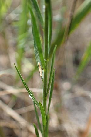 Linum leonii \ Lothringer Lein / French Flax, D Th&uuml;ringen, Tunzenhausen 9.6.2022