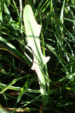 Scorzoneroides autumnalis \ Herbst-Schuppenl�wenzahn / Autumn Hawkbit, Fall Dandelion, D Odenwald, Gammelsbach 16.10.2022