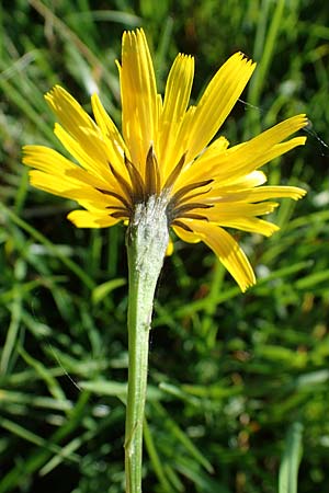 Scorzoneroides autumnalis \ Herbst-Schuppenl�wenzahn / Autumn Hawkbit, Fall Dandelion, D Odenwald, Gammelsbach 16.10.2022