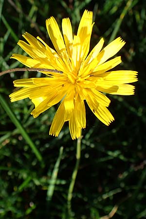 Scorzoneroides autumnalis \ Herbst-Schuppenl�wenzahn / Autumn Hawkbit, Fall Dandelion, D Odenwald, Gammelsbach 16.10.2022