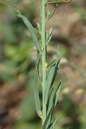 Linum leonii \ Lothringer Lein / French Flax, D Th&uuml;ringen, Tunzenhausen 14.6.2023