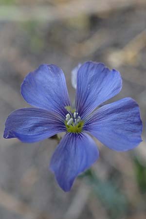 Linum leonii, Lothringer Lein