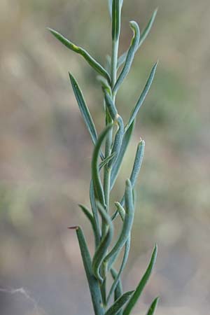 Linum leonii \ Lothringer Lein / French Flax, D Th&uuml;ringen, Tunzenhausen 14.6.2023