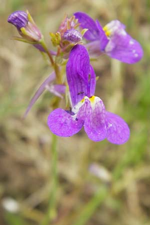 Linaria bipartita agg. \ Zweiteiliges Leinkraut / Cloven Lip Toadflax, D Botan. Gar.  Universit.  Mainz 11.7.2009