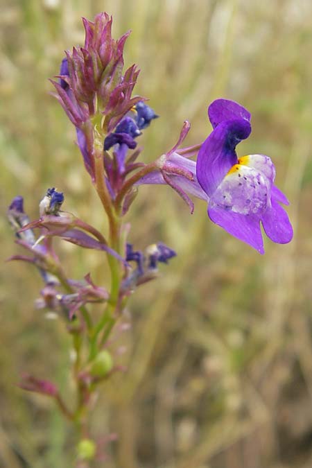 Linaria bipartita agg. \ Zweiteiliges Leinkraut / Cloven Lip Toadflax, D Botan. Gar.  Universit.  Mainz 11.7.2009