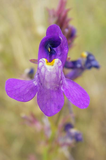 Linaria bipartita agg. \ Zweiteiliges Leinkraut / Cloven Lip Toadflax, D Botan. Gar.  Universit.  Mainz 11.7.2009
