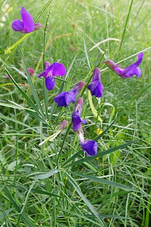 Lathyrus bauhini \ Schwert-Platterbse / Bauhin's Vetchling, D Hechingen 20.6.2015