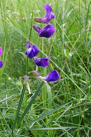 Lathyrus bauhini \ Schwert-Platterbse / Bauhin's Vetchling, D Hechingen 20.6.2015