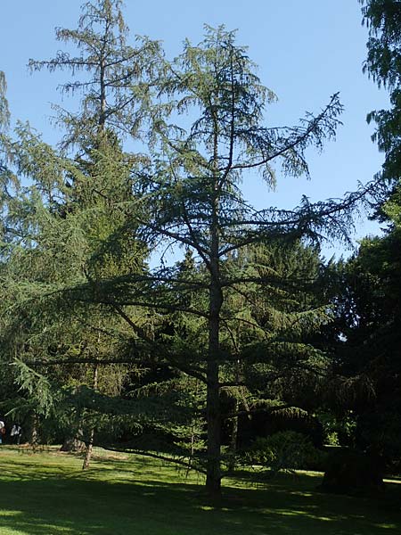 Larix kaempferi \ Japanische L�rche / Japanese Larch, D Stuttgart-Hohenheim 19.7.2018