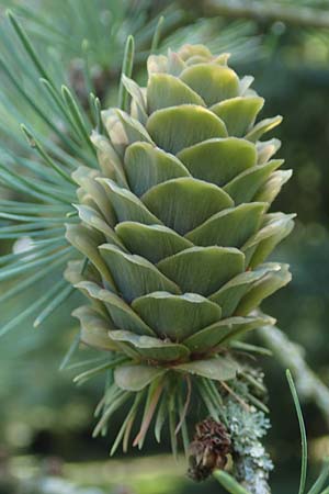 Larix kaempferi \ Japanische L�rche / Japanese Larch, D Stuttgart-Hohenheim 19.7.2018
