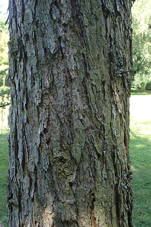 Larix kaempferi \ Japanische L�rche / Japanese Larch, D Stuttgart-Hohenheim 19.7.2018
