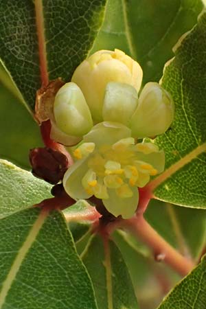 Laurus nobilis \ Echter Lorbeer / Common Laurel, D Mannheim 21.3.2022