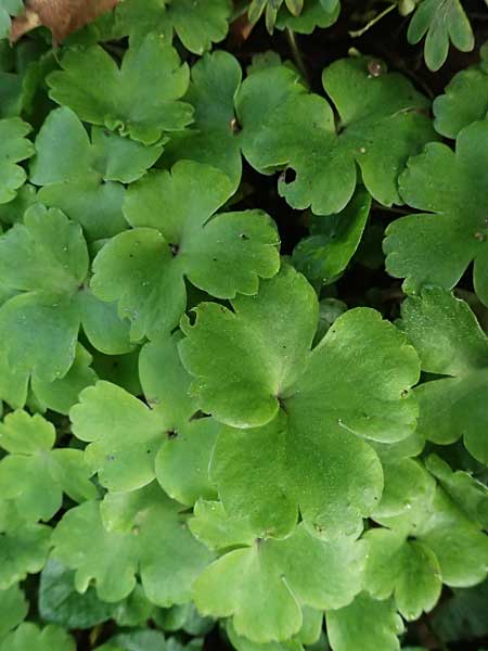 Hepatica transsilvanica \ Siebenb�rger Leberbl�mchen / Siebenb�rgen Liverleaf, D  8.4.2024