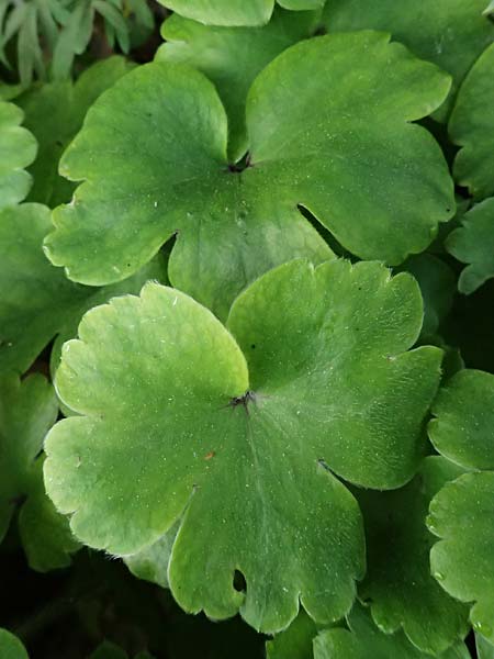 Hepatica transsilvanica \ Siebenb�rger Leberbl�mchen / Siebenb�rgen Liverleaf, D  8.4.2024