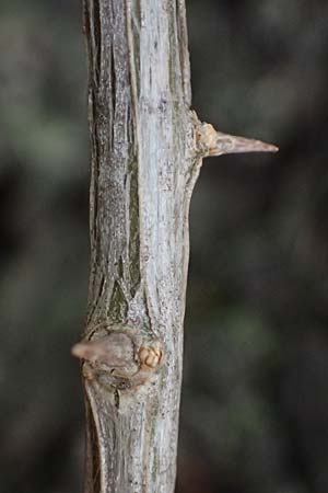 Lycium barbarum \ Gew�hnlicher Bocksdorn / Duke of Argyll's Tea-Plant, D Karlsruhe 25.10.2025