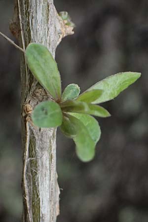 Lycium barbarum \ Gew�hnlicher Bocksdorn / Duke of Argyll's Tea-Plant, D Karlsruhe 25.10.2025