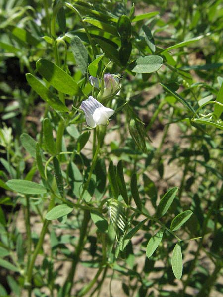 Vicia lens \ Linse / Lentil, D Botan. Gar.  Universit.  Mainz 4.8.2007