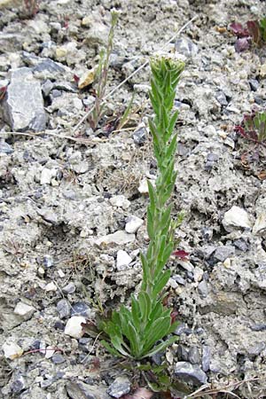 Lepidium campestre \ Feld-Kresse / Field Pepperwort, D Langg&ouml;ns 25.4.2015