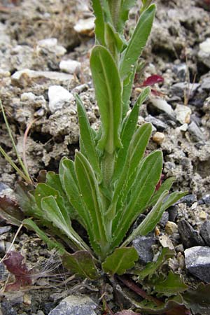 Lepidium campestre \ Feld-Kresse / Field Pepperwort, D Langg&ouml;ns 25.4.2015