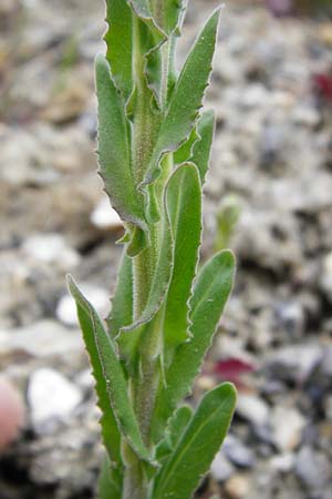 Lepidium campestre \ Feld-Kresse / Field Pepperwort, D Langg&ouml;ns 25.4.2015