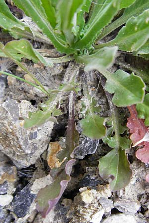 Lepidium campestre \ Feld-Kresse / Field Pepperwort, D Langg&ouml;ns 25.4.2015