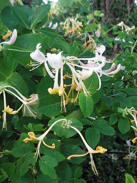 Lonicera caprifolium \ Garten-Gei�blatt, Echtes Gei�blatt / Italian Honeysuckle, D Wurmlingen 3.6.2015