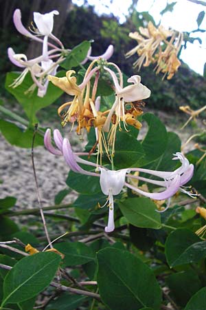Lonicera caprifolium \ Garten-Gei�blatt, Echtes Gei�blatt / Italian Honeysuckle, D Wurmlingen 3.6.2015