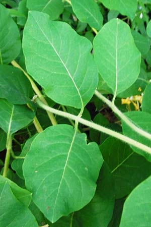 Lonicera caprifolium \ Garten-Gei�blatt, Echtes Gei�blatt / Italian Honeysuckle, D Wurmlingen 3.6.2015