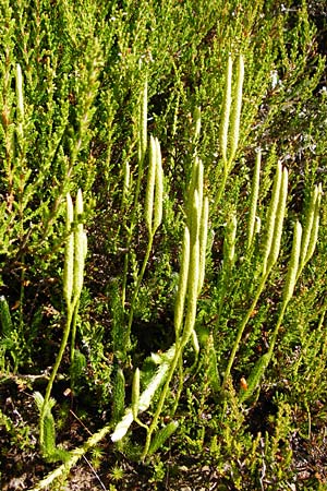 Lycopodium clavatum \ Keulen-B�rlapp / Stag's-Horn Clubmoss, Common Clubmoss, D Schwarzwald/Black-Forest, Kniebis 5.8.2015