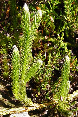 Lycopodium clavatum \ Keulen-B�rlapp / Stag's-Horn Clubmoss, Common Clubmoss, D Schwarzwald/Black-Forest, Kniebis 5.8.2015