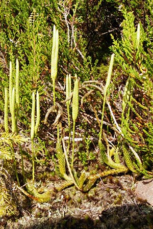 Lycopodium clavatum \ Keulen-B�rlapp / Stag's-Horn Clubmoss, Common Clubmoss, D Schwarzwald/Black-Forest, Kniebis 5.8.2015