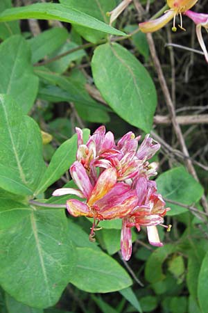 Lonicera caprifolium \ Garten-Gei�blatt, Echtes Gei�blatt / Italian Honeysuckle, D &Ouml;stringen-Eichelberg 29.5.2016