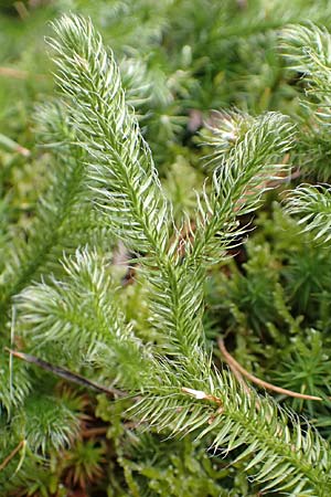 Lycopodium clavatum \ Keulen-B�rlapp / Stag's-Horn Clubmoss, Common Clubmoss, D Odenwald, Beerfelden 18.2.2017