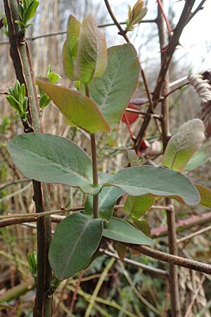 Lonicera caprifolium \ Garten-Gei�blatt, Echtes Gei�blatt / Italian Honeysuckle, D Heidelberg 17.3.2017