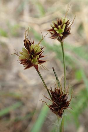 Luzula campestris \ Feld-Hainsimse, Hasenbrot / Field Wood-Rush, D Kleinwallstadt am Main 8.4.2017