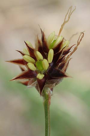 Luzula campestris \ Feld-Hainsimse, Hasenbrot / Field Wood-Rush, D Kleinwallstadt am Main 8.4.2017