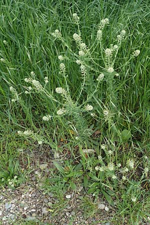 Lepidium campestre \ Feld-Kresse / Field Pepperwort, D Ketsch 14.5.2019