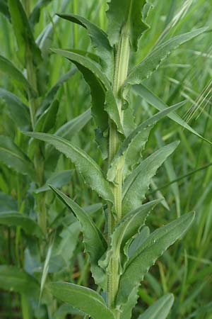 Lepidium campestre \ Feld-Kresse / Field Pepperwort, D Ketsch 14.5.2019