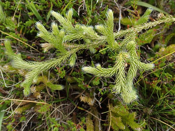 Lycopodium clavatum \ Keulen-B�rlapp / Stag's-Horn Clubmoss, Common Clubmoss, D Schwarzwald/Black-Forest, Unterstmatt 5.9.2019