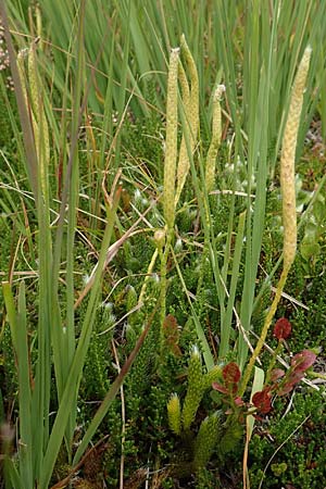 Lycopodium clavatum \ Keulen-B�rlapp / Stag's-Horn Clubmoss, Common Clubmoss, D Schwarzwald/Black-Forest, Unterstmatt 5.9.2019