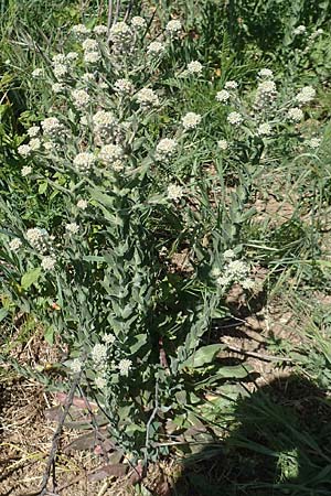 Lepidium campestre \ Feld-Kresse / Field Pepperwort, D Gr&uuml;nstadt-Asselheim 26.4.2020