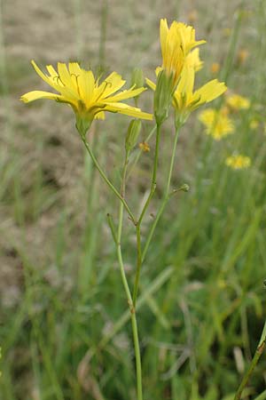 Lapsana communis subsp. intermedia \ Mittlerer Rainkohl / Large Nipplewort, D Iserlohn 11.6.2020