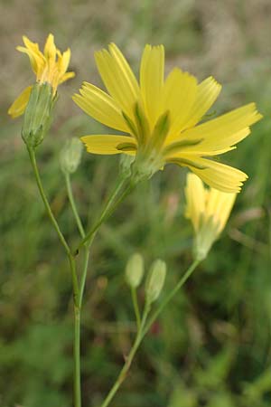 Lapsana communis subsp. intermedia \ Mittlerer Rainkohl / Large Nipplewort, D Iserlohn 11.6.2020
