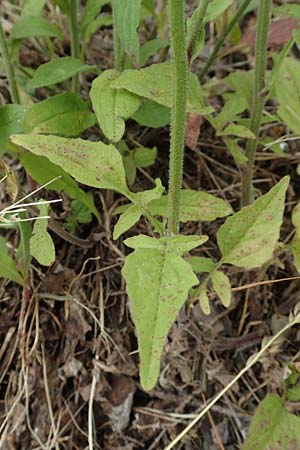 Lapsana communis subsp. intermedia \ Mittlerer Rainkohl / Large Nipplewort, D Iserlohn 11.6.2020