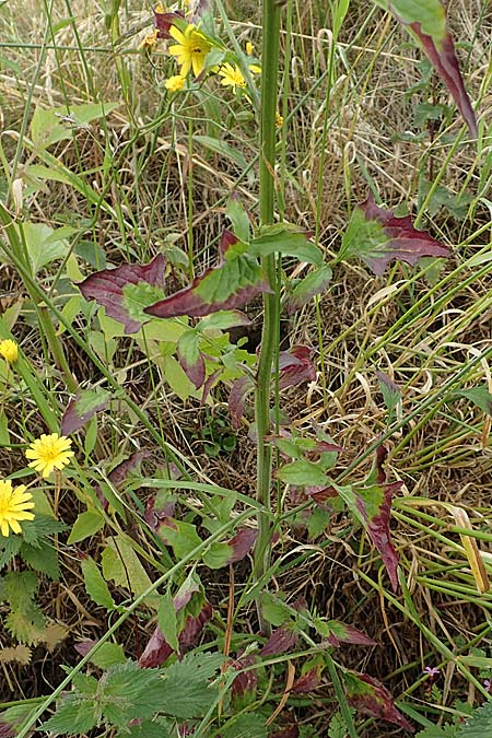 Lapsana communis subsp. intermedia \ Mittlerer Rainkohl / Large Nipplewort, D Iserlohn 11.6.2020