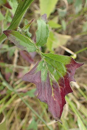 Lapsana communis subsp. intermedia \ Mittlerer Rainkohl / Large Nipplewort, D Iserlohn 11.6.2020