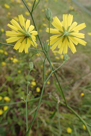 Lapsana communis subsp. intermedia \ Mittlerer Rainkohl / Large Nipplewort, D Iserlohn 11.6.2020