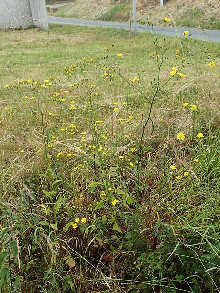 Lapsana communis subsp. intermedia \ Mittlerer Rainkohl / Large Nipplewort, D Iserlohn 11.6.2020